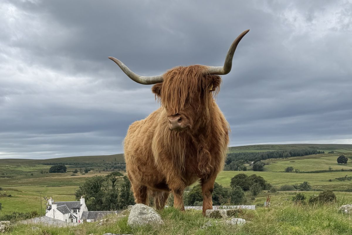 A Highland cow at Kitchen Coos and Ewes-1.jpg